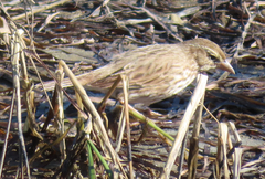 Passerculus sandwichensis rostratus