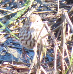Passerculus sandwichensis rostratus