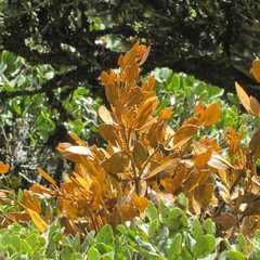 Dendrophthora avenia