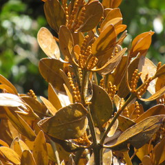 Dendrophthora avenia