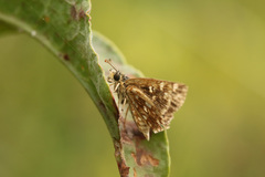 Dardarina gaucha