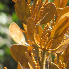 Dendrophthora avenia