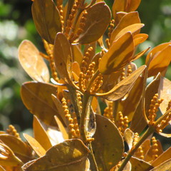 Dendrophthora avenia