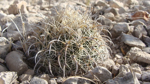 Coryphantha kracikii