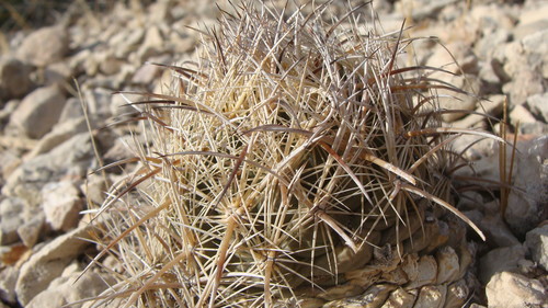 Coryphantha kracikii