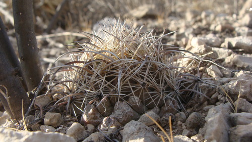 Coryphantha kracikii