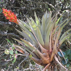 Tillandsia turneri
