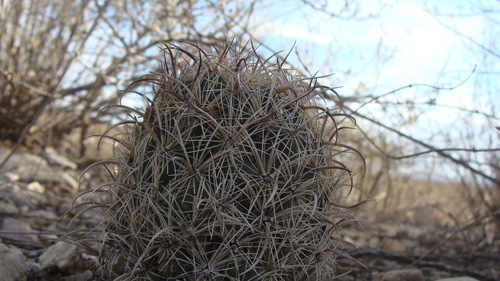 Coryphantha kracikii