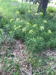 Polytaenia