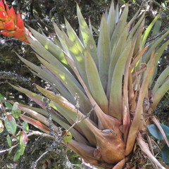 Tillandsia turneri