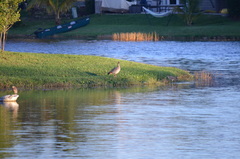 Alopochen aegyptiaca