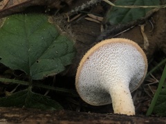 Polyporus mcmurphyi