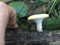 Polyporus mcmurphyi