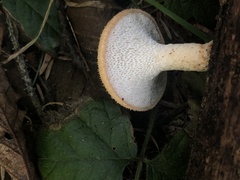 Polyporus mcmurphyi