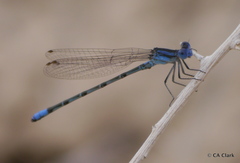 Argia alberta