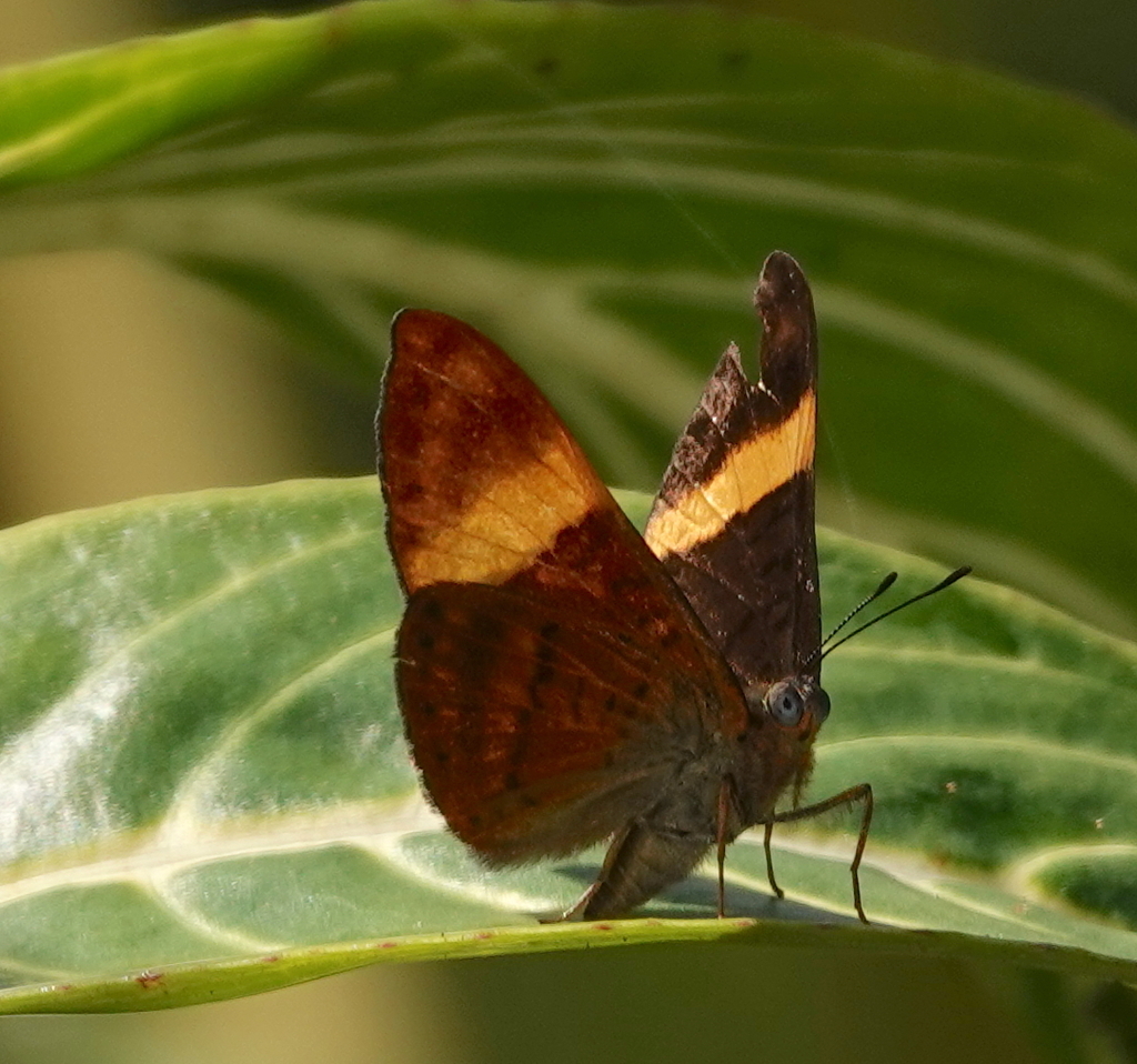 Orange-striped Tanmark