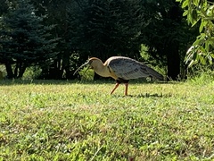 Theristicus melanopis