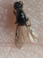 Eupsenella insulana