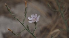 Stephanomeria exigua exigua