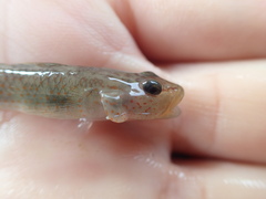 Rhinogobius rubromaculatus