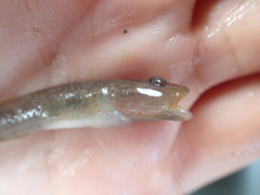 Rhinogobius rubromaculatus