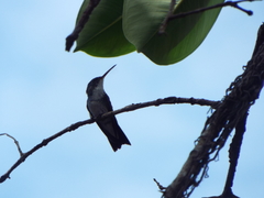Chrysuronia leucogaster