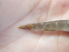 Rhinogobius rubromaculatus