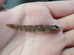 Rhinogobius rubromaculatus