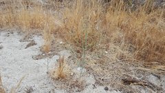 Stephanomeria exigua exigua