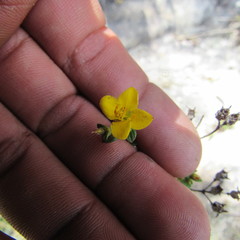 Chaetolepis microphylla