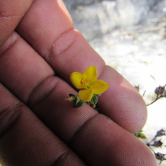 Chaetolepis microphylla