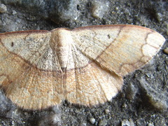 Pylargosceles steganioides