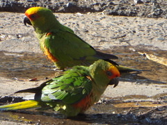 Aratinga auricapillus