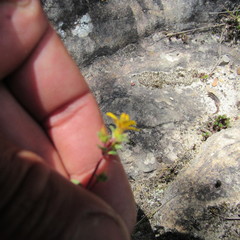 Chaetolepis microphylla