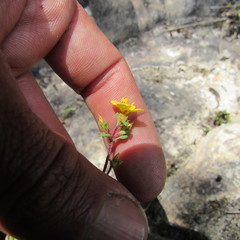 Chaetolepis microphylla