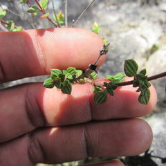 Chaetolepis microphylla