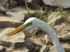 Ardea alba