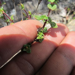 Chaetolepis microphylla