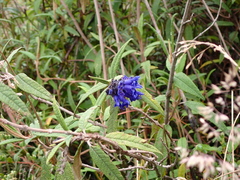 Salvia corrugata