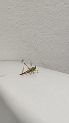 Conocephalus goianus