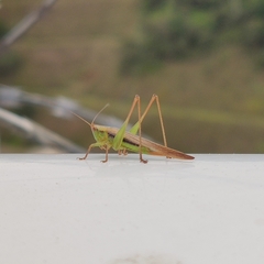 Conocephalus goianus