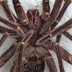 Cyrtopholis portoricae