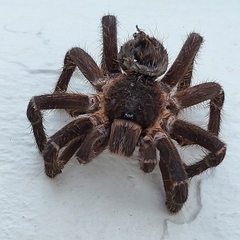 Cyrtopholis portoricae