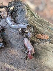 Lumbricus rubellus