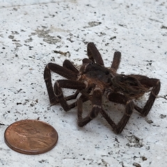 Cyrtopholis portoricae