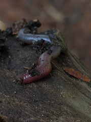 Lumbricus rubellus