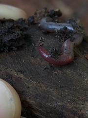 Lumbricus rubellus