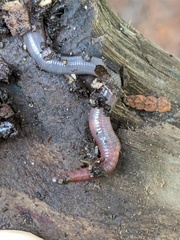 Lumbricus rubellus