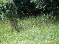 Carduelis carduelis britannica