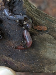 Lumbricus rubellus